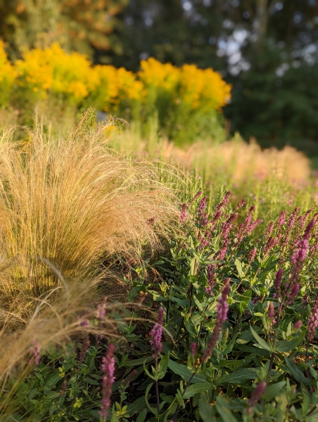 Glenholme Herbs